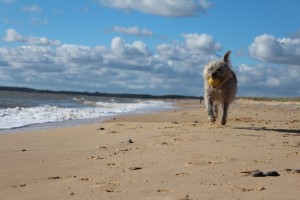 A dog running along a beach with a ball.